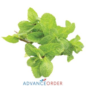 Fresh Mint-1x20 Bunches