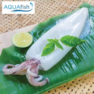 Aquafish Cleaned Squid with Tentacles (10/20) -1x1kg